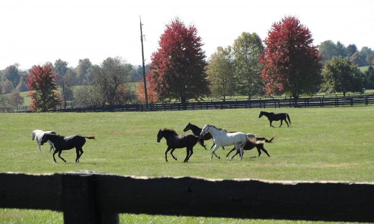 several horses running in a field