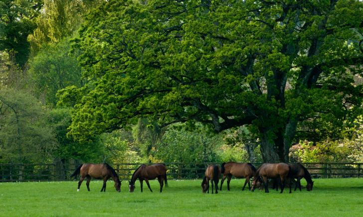 a group of horses eating grass