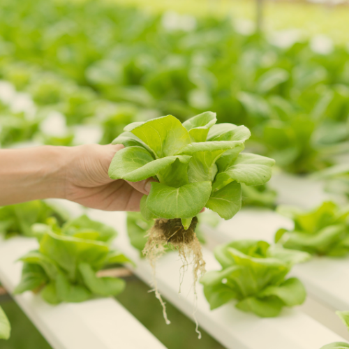 close up hand holding hydroponic lettuce plant