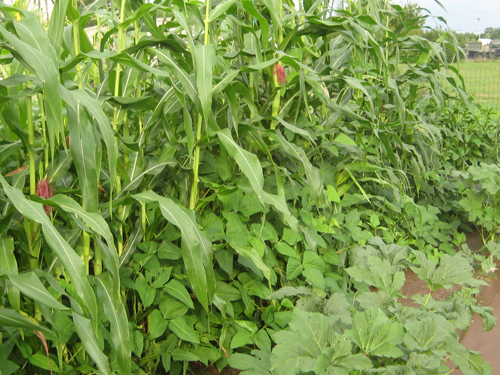 Peacemeal Plants