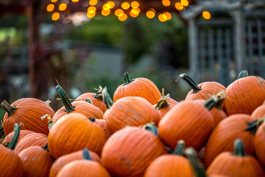 pumpkins in field