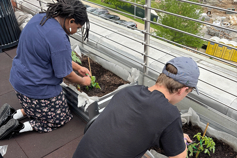 students tending rooftop garden