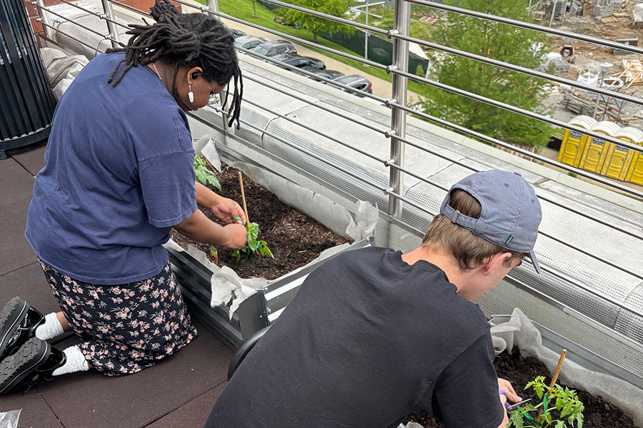 students tending to garden